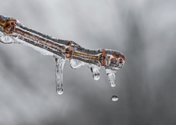 Anak Ibarat Bayang-Bayang Ranting