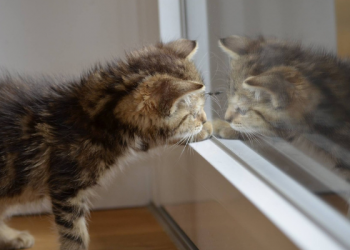 Utamakan Melihat Aib Diri