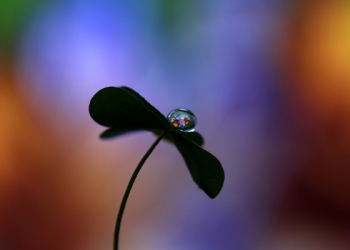 Kisah Umar bin Abdul Aziz dan Anak-Anak yang Cerdas