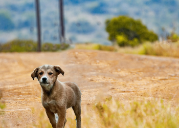 Bercadar tapi Memelihara Anjing, Bagaimana Hukumnya dalam Islam?