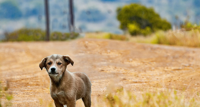 Bercadar tapi Memelihara Anjing, Bagaimana Hukumnya dalam Islam?