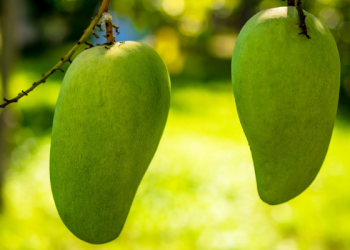 Apakah Hina Menjadi Pelayan Suami?