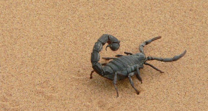 Hukum Berobat dengan Racun Kalajengking