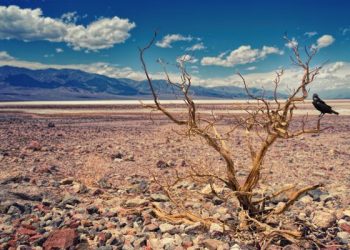 Mengatasi gersangnya pohon-pohno kehidupan dalam rumah kita