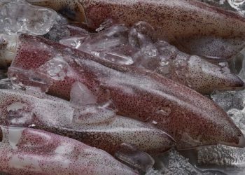 Tips agar cumi-cumi tidak alot dan kenyal setelah dimasak