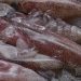 Tips agar cumi-cumi tidak alot dan kenyal setelah dimasak