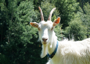 Hewan Qurban Terbaik di Pasar Qurban Mubarak