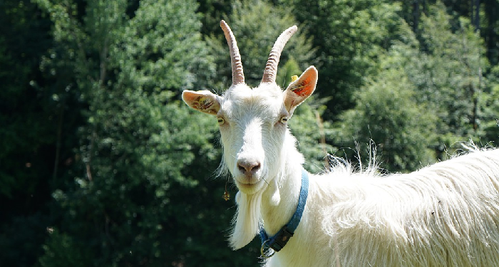 Hewan Qurban Terbaik di Pasar Qurban Mubarak