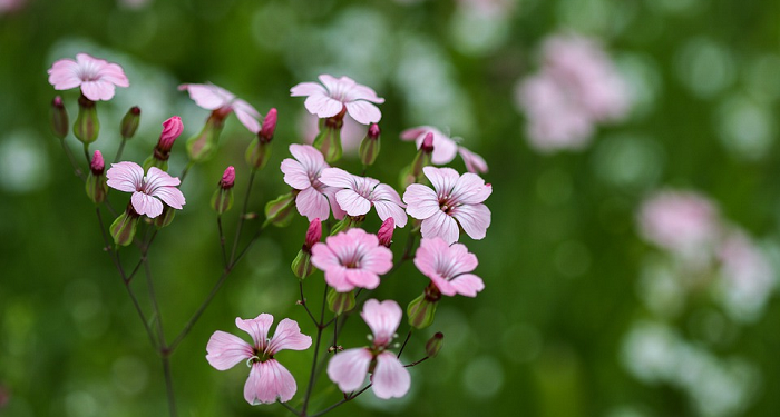 Mengenal Isteri-isteri Rasulullah Melalui Kisah yang Sahih