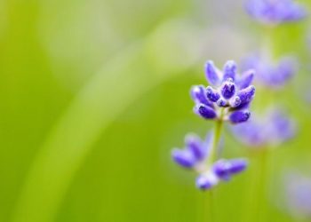 Mencegah sindrom peter pan