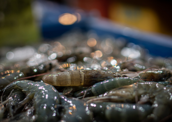 Menjaga Izzah dan Menutupi Aib Pasangan