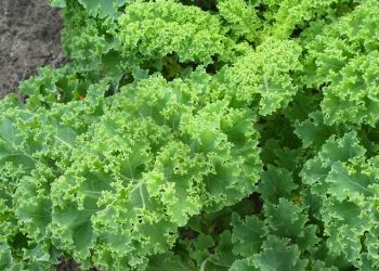 Sayur Kale dan Manfaatnya untuk Kesehatan