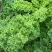Sayur Kale dan Manfaatnya untuk Kesehatan