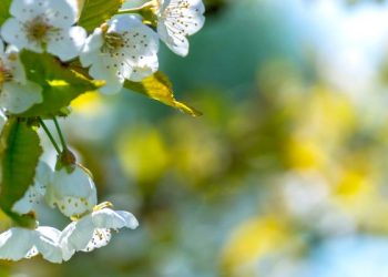 Tips agar tampil cantik alami