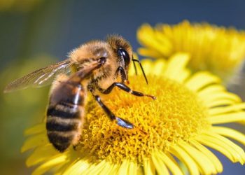 Analogi lebah dan lalat