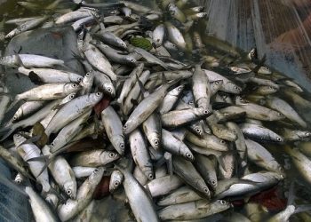 Kandungan Gizi Ikan Bandeng Lebih Tinggi dari Salmon, Ini Buktinya!