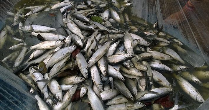 Kandungan Gizi Ikan Bandeng Lebih Tinggi dari Salmon, Ini Buktinya!