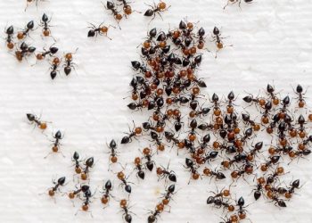 usir semut di dapur dengan 5 bahan alami ini