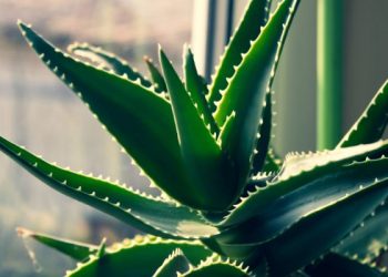 Manfaat lidah buaya untuk sehari-hari