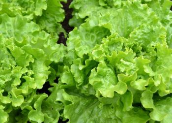 Manfaat kesehatan daun selada