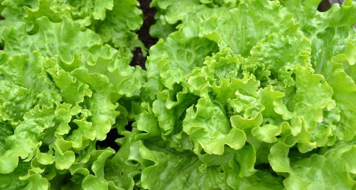 Manfaat kesehatan daun selada