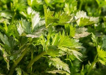 Manfaat Konsumsi Seledri untuk Kesehatan