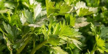 Manfaat Konsumsi Seledri untuk Kesehatan