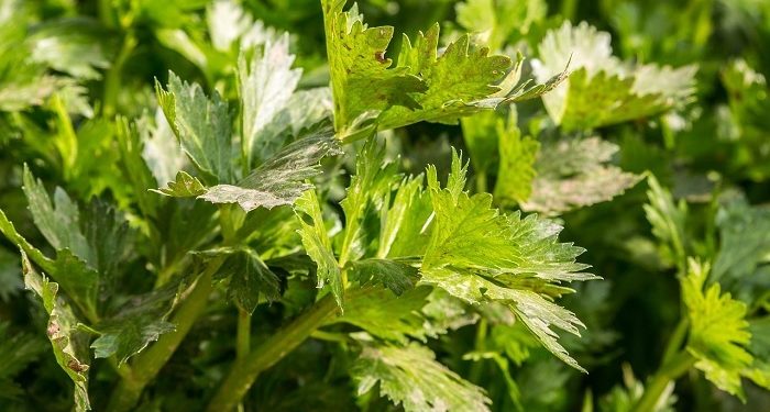 Manfaat Konsumsi Seledri untuk Kesehatan