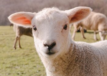 Penjelasan tentang Aqiqah dalam Syariat Islam