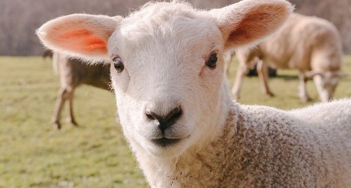 Penjelasan tentang Aqiqah dalam Syariat Islam