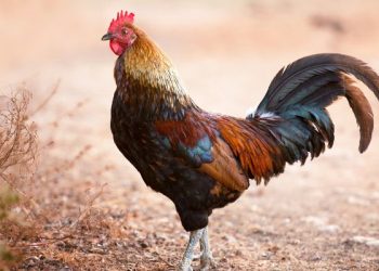 Permainan menyenangkan bertema hewan untuk anak-anak