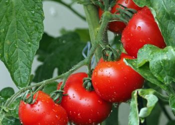 Manfaat kesehatan konsumsi jus tomat