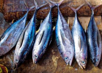 Trik agar ikan tidak lengket saat digoreng