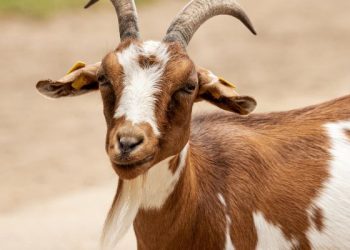 Aqiqah atau berkurban dulu