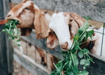 Manfaat daging kambing bagi pria