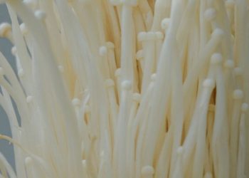 5 Manfaat Konsumsi Jamur bagi Kesehatan