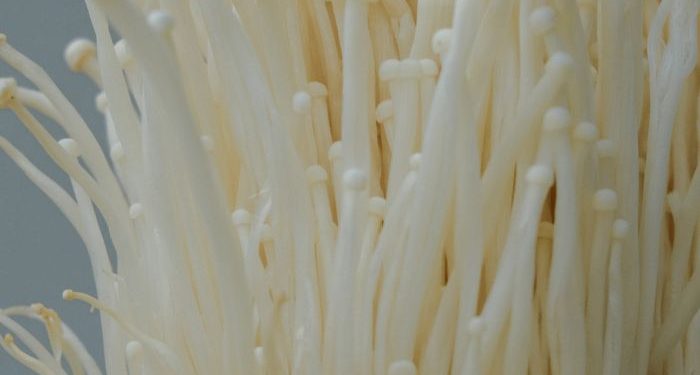 5 Manfaat Konsumsi Jamur bagi Kesehatan