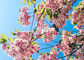 Wahai Ayah Bunda Engkau Muaddib (Bag. 3)