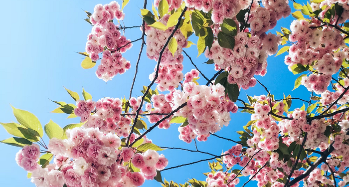 Wahai Ayah Bunda Engkau Muaddib (Bag. 3)