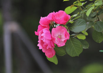 Wahai Ayah Bunda, Engkau Muaddib (Bag. 1)