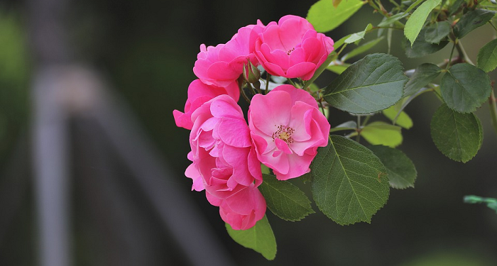 Wahai Ayah Bunda, Engkau Muaddib (Bag. 1)