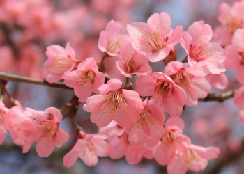 Wahai Ayah Bunda, Engkau Muaddib (Bag. 4)