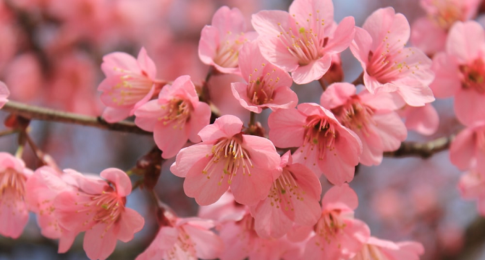 Wahai Ayah Bunda, Engkau Muaddib (Bag. 4)