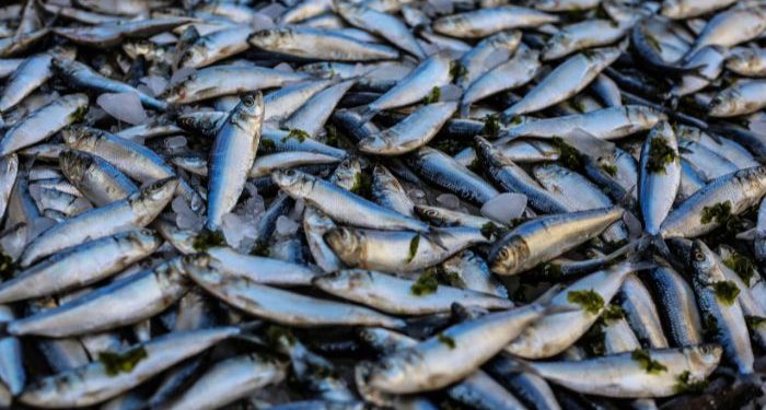 Tips memilih ikan segar