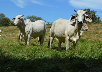 Menyaksikan Penyembelihan Hewan Qurban dan Memakan Dagingnya?