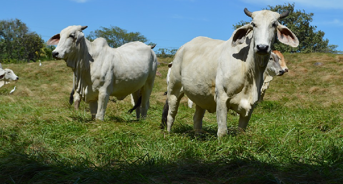 Menyaksikan Penyembelihan Hewan Qurban dan Memakan Dagingnya?