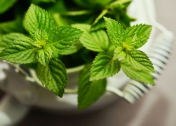 Manfaat daun mint bagi kesehatan