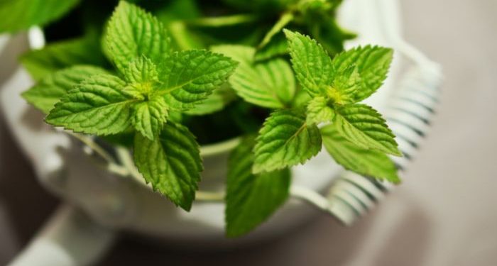 Manfaat daun mint bagi kesehatan