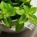 Manfaat daun mint bagi kesehatan