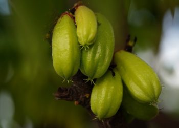 Cara Alami Membersihkan dan Melembabkan Kuku dengan Belimbing Wuluh